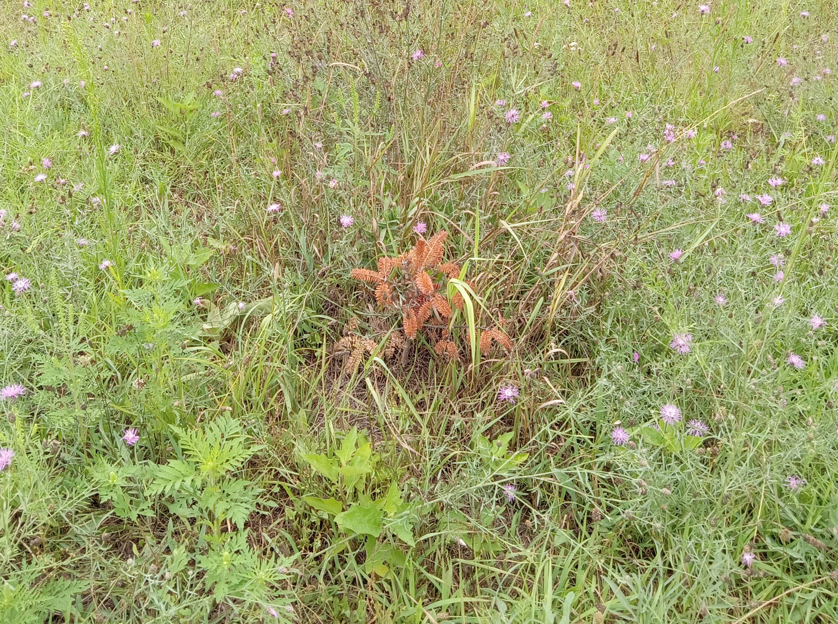 A dead young Christmas tree transplant.